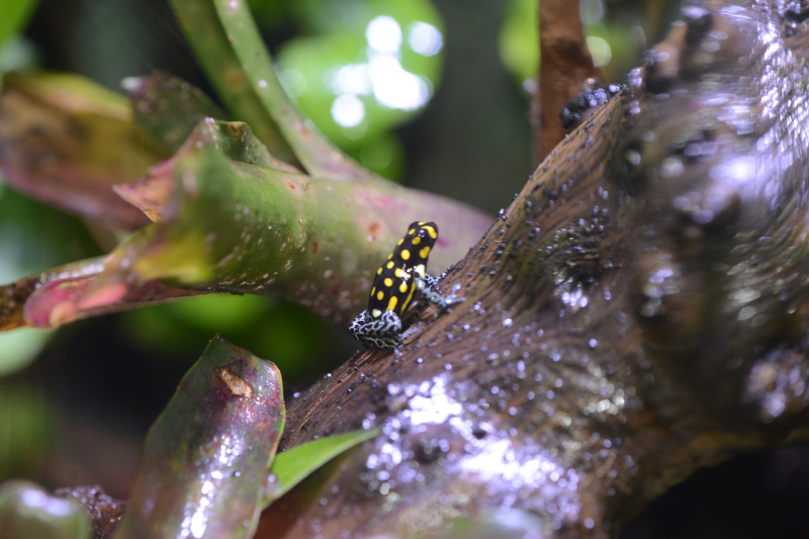 African Dart Frog 5